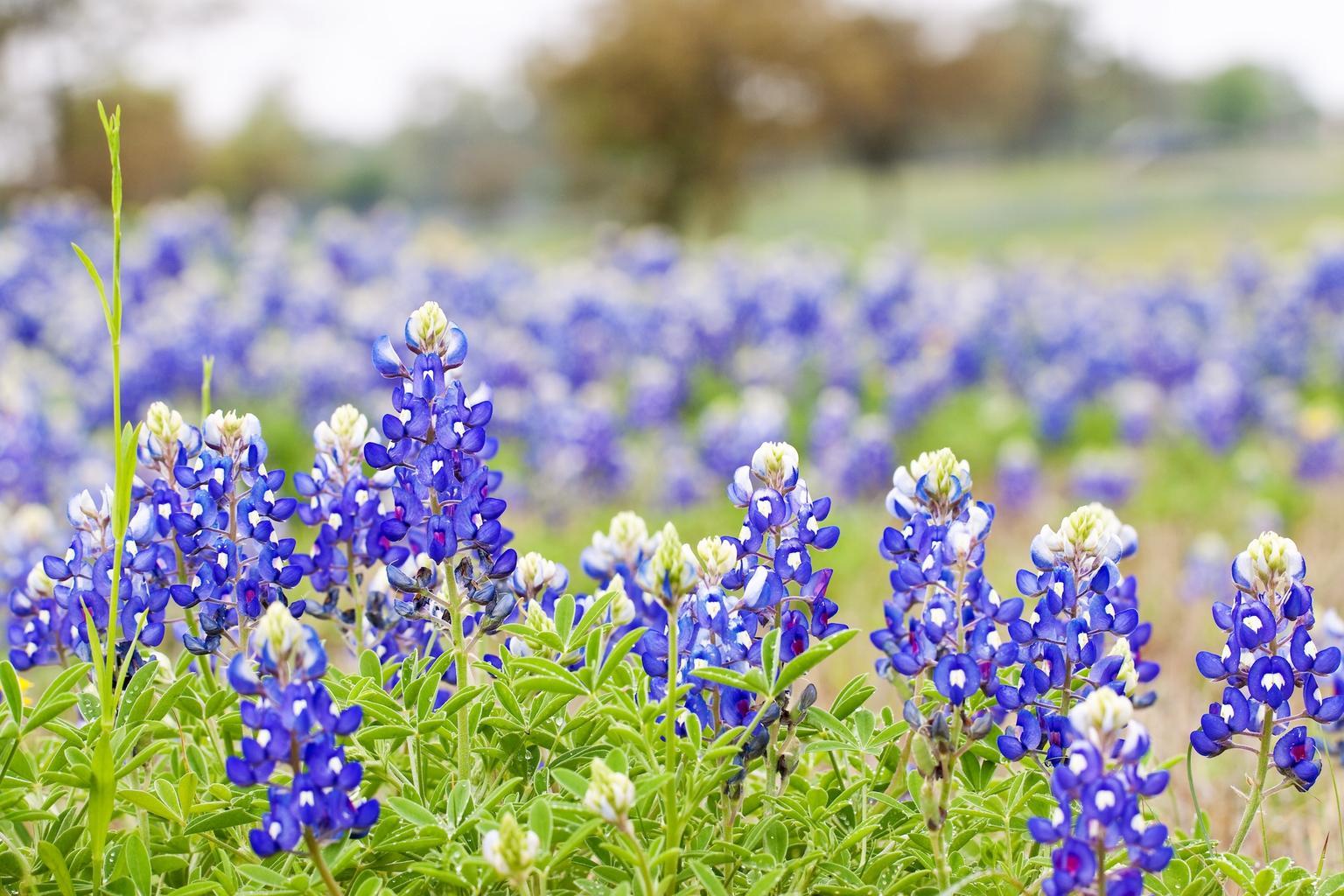 Texas hill country wildflowers near Kyle, TX